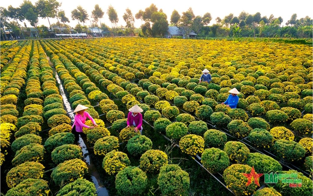 Làng Hoa Sa Đéc Ở Đâu?