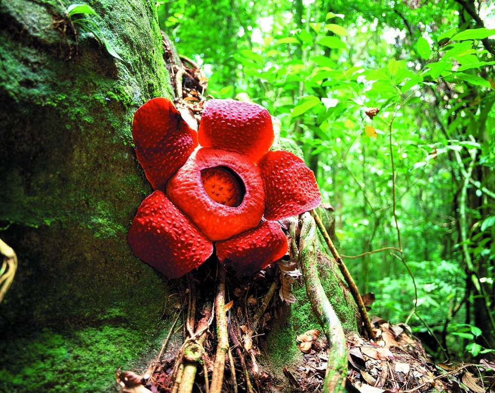 Trek and hunt for rafflesias in Malaysia 2024 travel bucket list