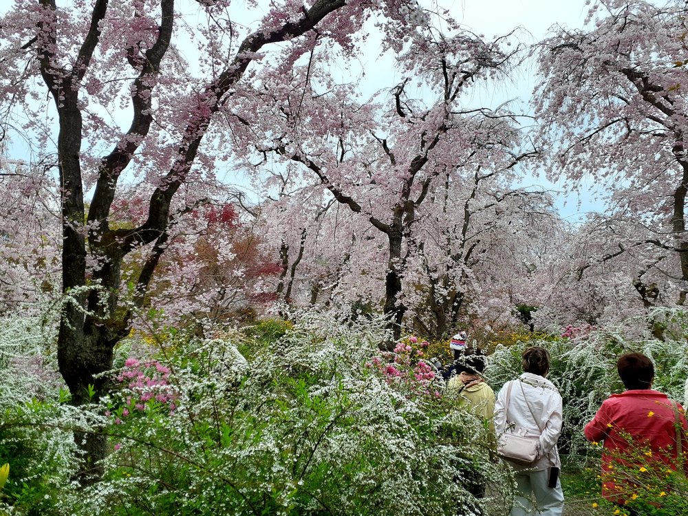 京都櫻花