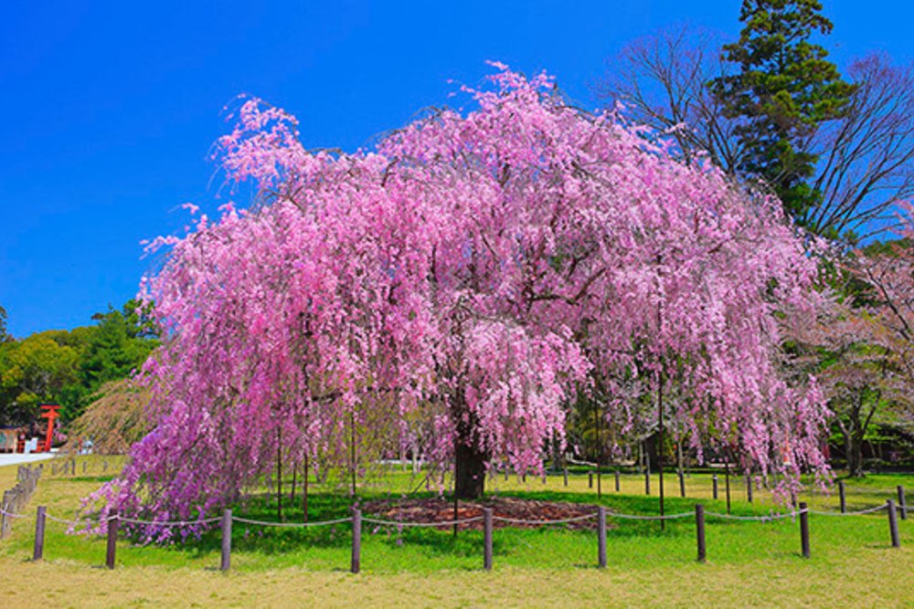 京都櫻花, 上賀茂神社