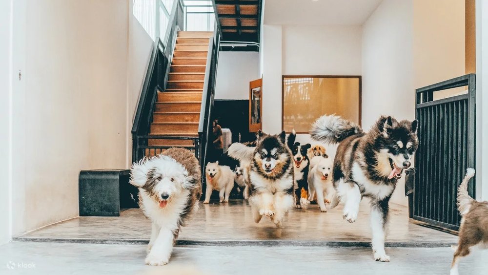 home by tales of paws dog cafe