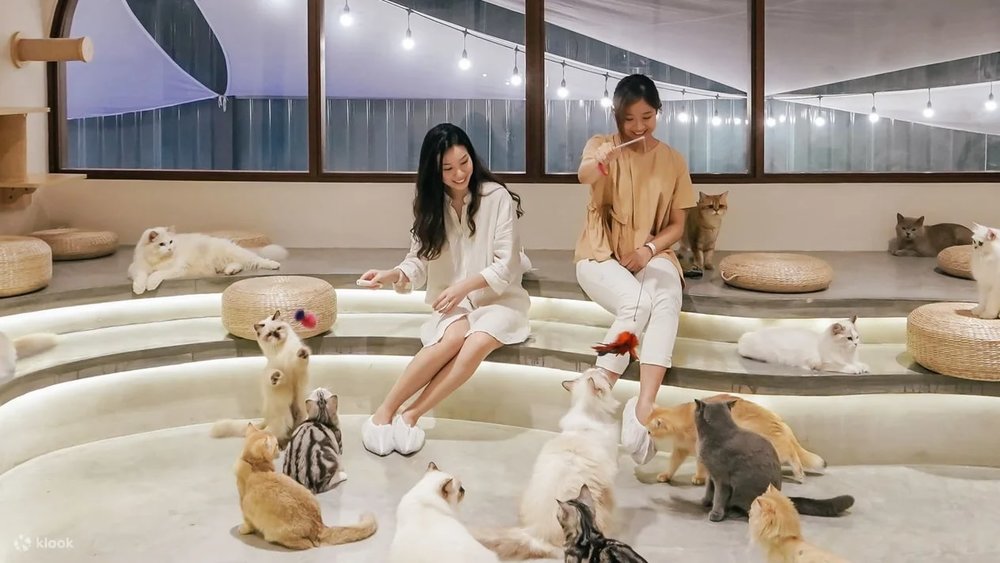 HOME by Tales Of Paws Ticket (Cat Cafe) in Johor Bahru