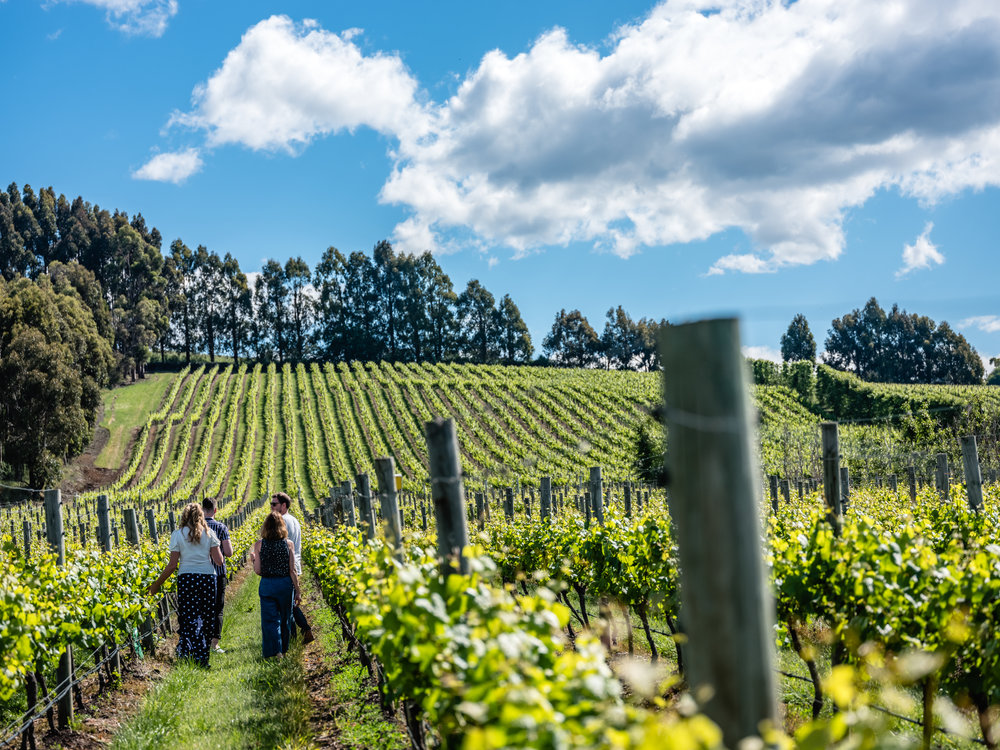 Josef Chromy Wines 塔斯曼尼亞景點 塔斯曼尼亞自由行 澳洲景點 澳洲自由行