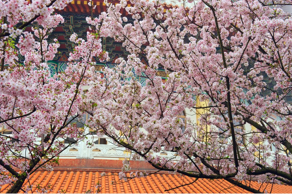 Cherry blossoms in front of a Chinese pagoda
