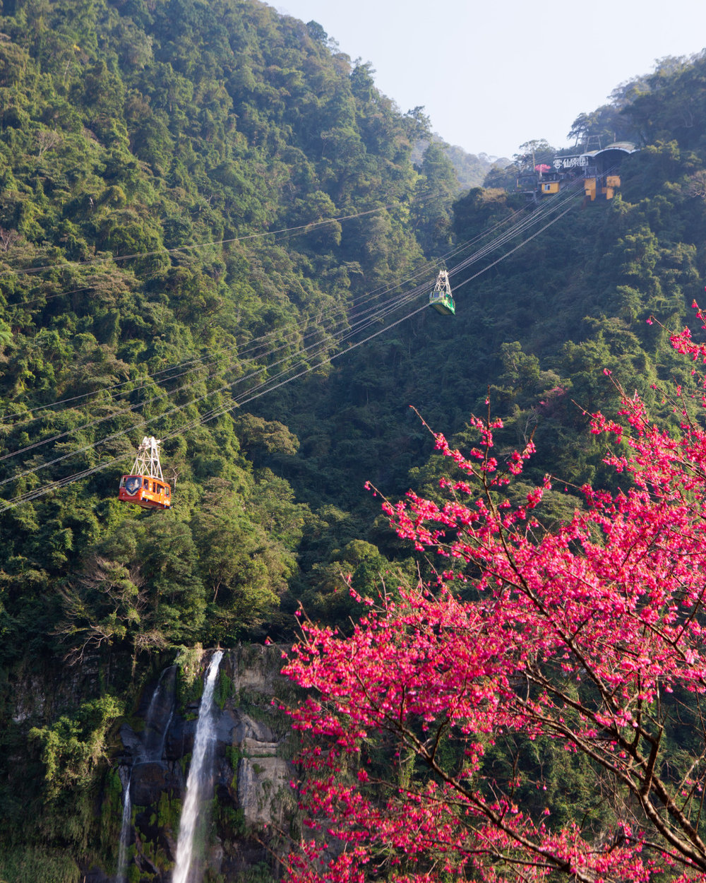 Cherry blossoms and cablecar amidst a waterfall