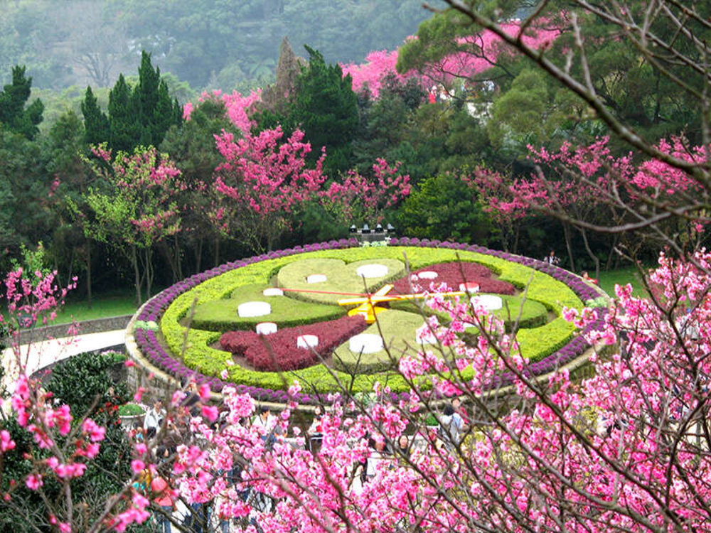 Cherry blossoms at the Flower Clock in Taiwan