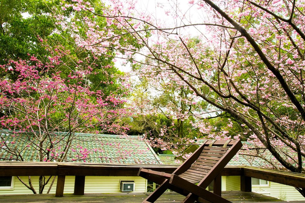 cherry blossoms from a balcony view with a chair