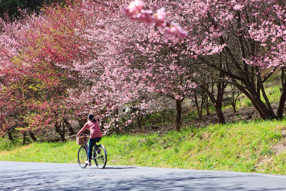 Girl riding bike along a road with cherry blossom trees at the side
