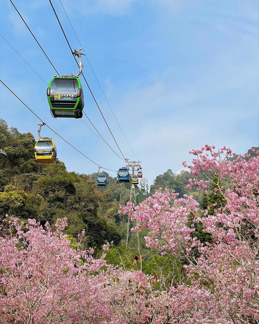 cable car ropeway amidst cherry blossom trees at the bottom