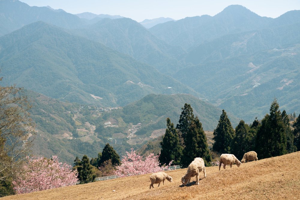 Grazing sheep with mountains in the background