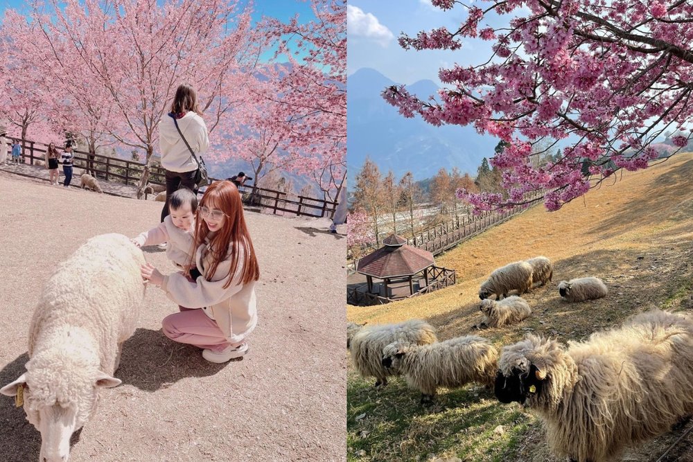 Various sheep with cherry blossoms in the background