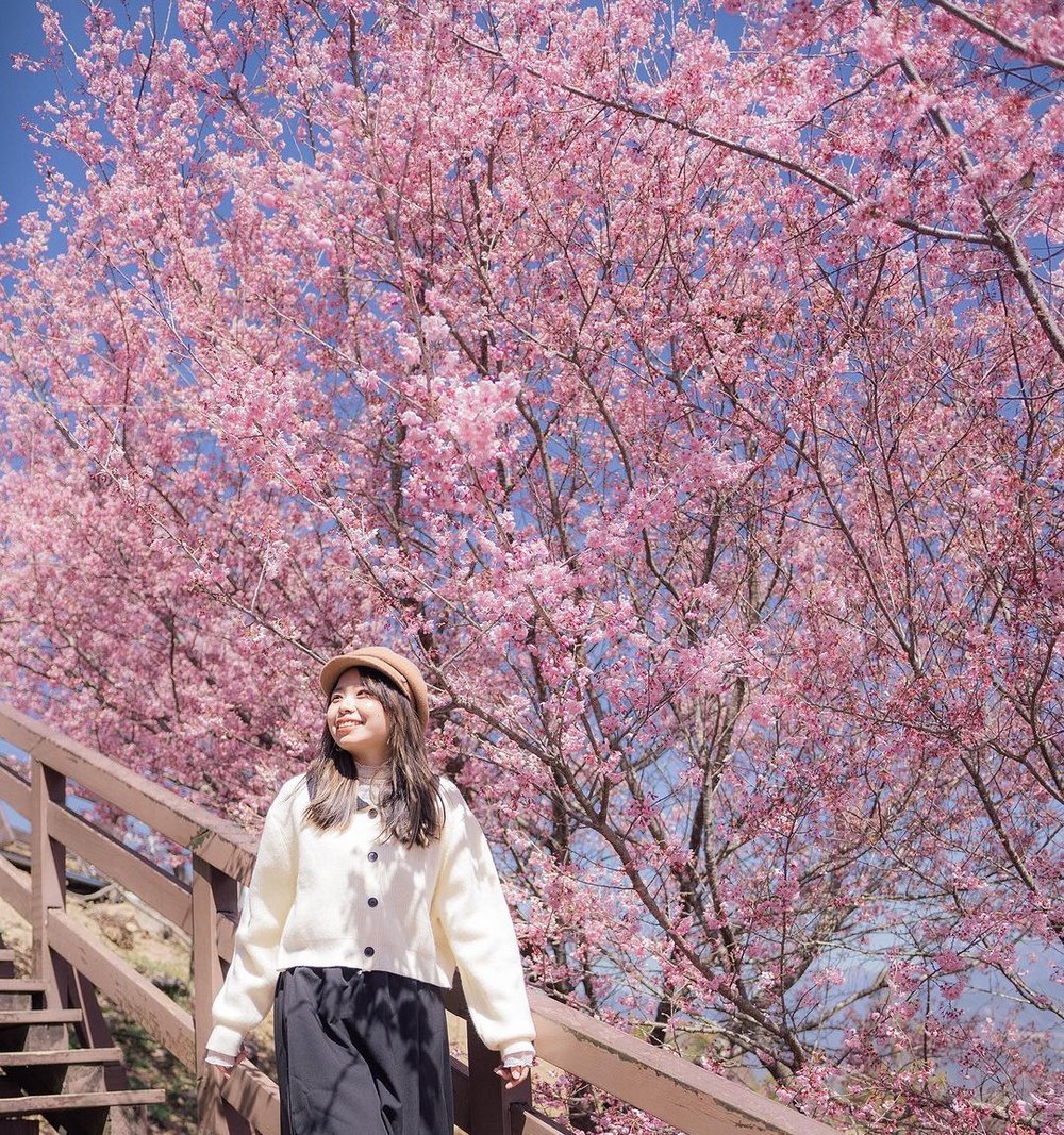 Young woman poses in front of cherry blossom trees