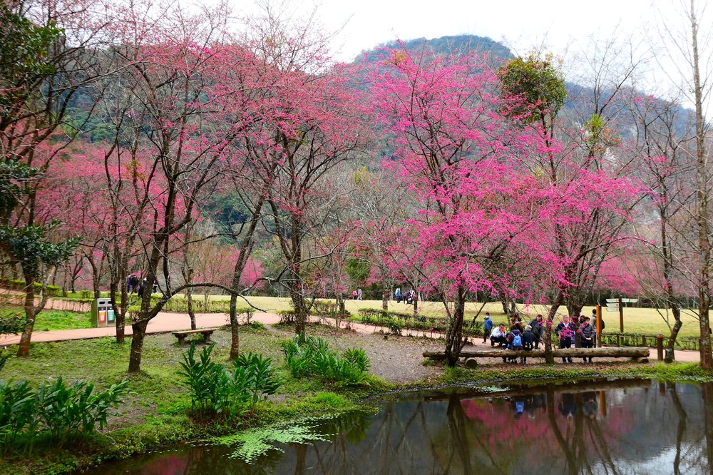 Cherry blossoms in front of a still pond amidst a mountain backdrop