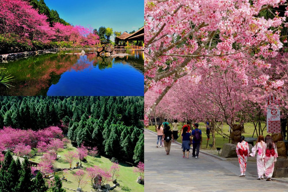 Cherry blossoms in various locations around the park