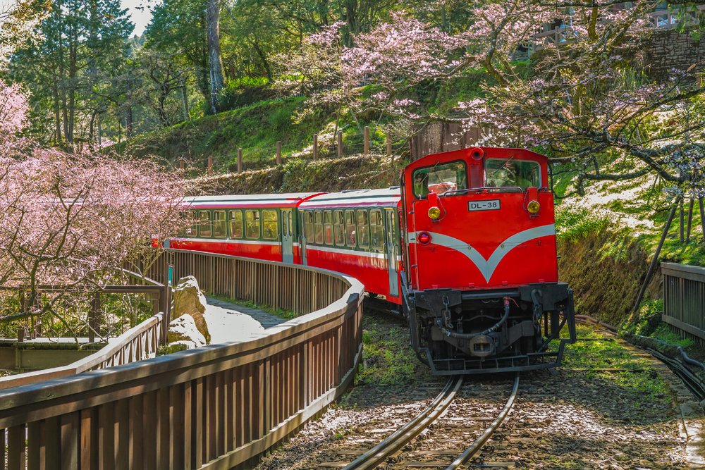 front of a red train surrounded by cherry blossom trees
