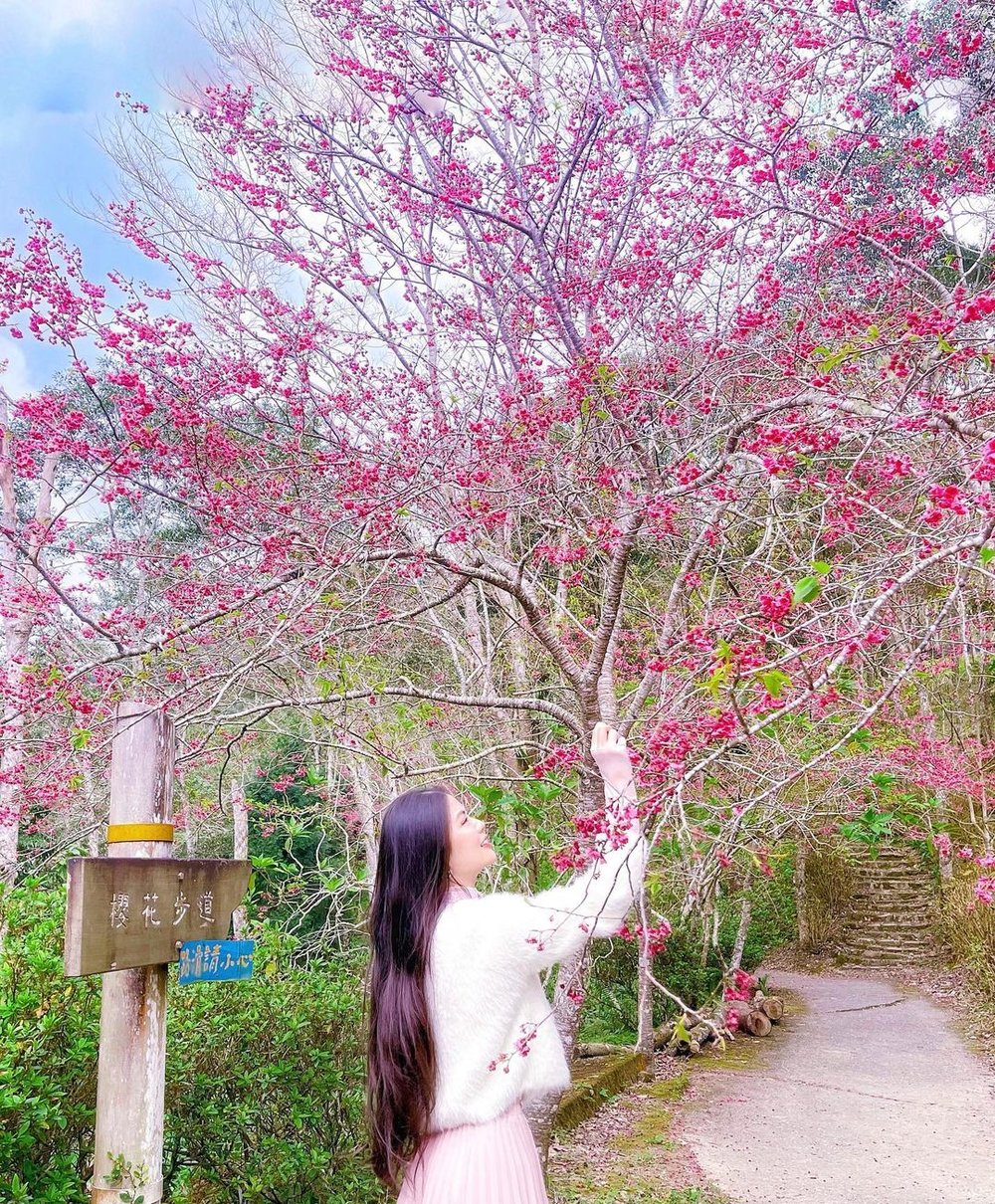 Girl reaching out and posing with cherry blossom branches