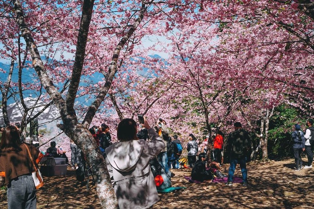 people take photos of cherry blossom trees