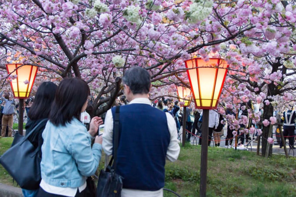 大阪賞櫻｜造幣局櫻花大道