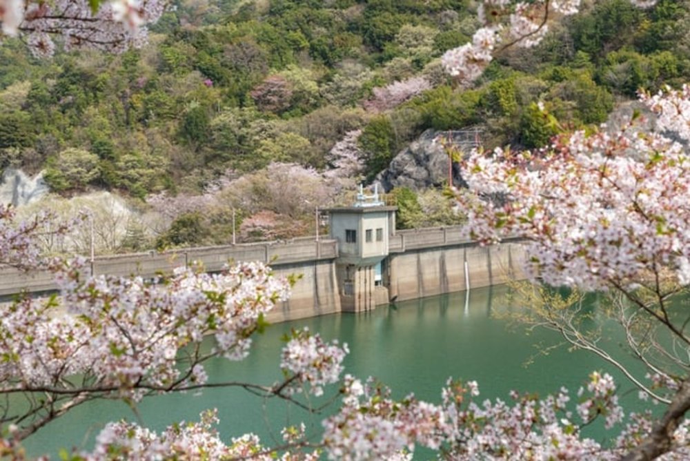  大阪賞櫻｜大阪永樂水壩周圍