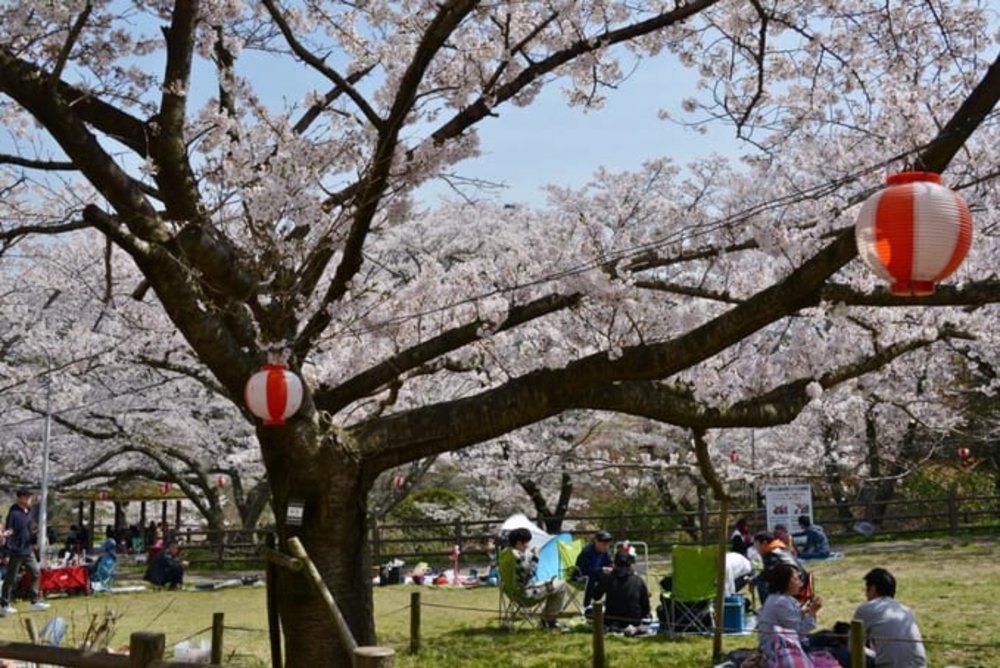  大阪賞櫻｜大阪永樂水壩周圍
