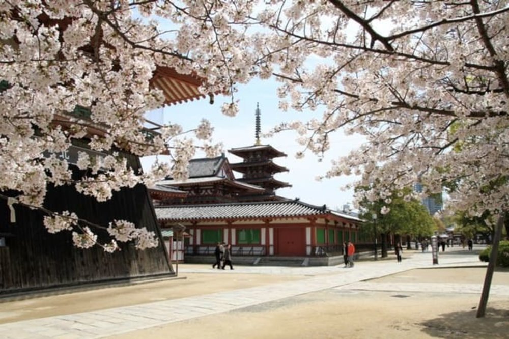 大阪賞櫻｜總寺院四天王寺