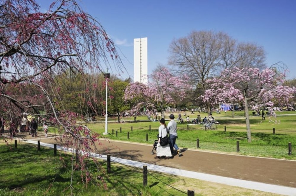 大阪賞櫻｜大仙公園