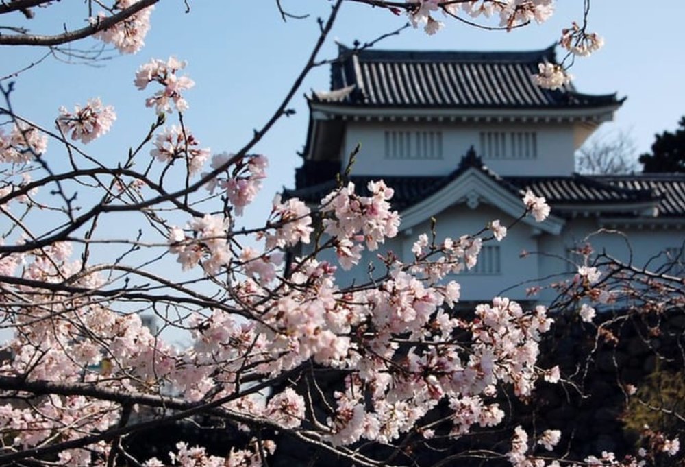 大阪賞櫻｜岸和田城