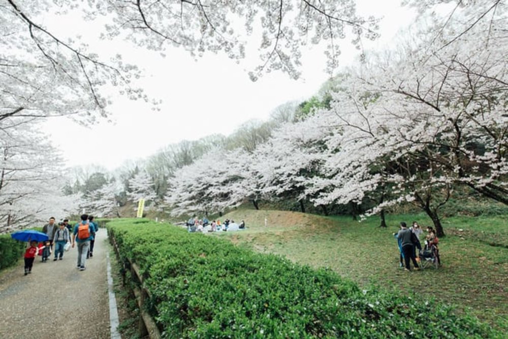 大阪賞櫻｜飛鳥博物館