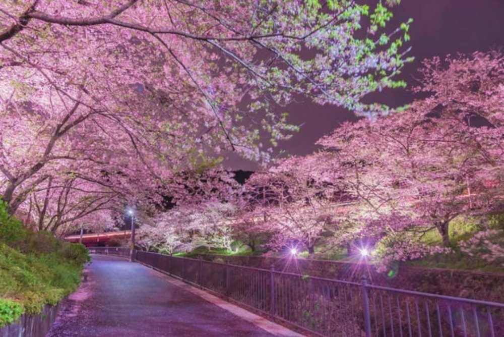 大阪賞櫻｜山中溪