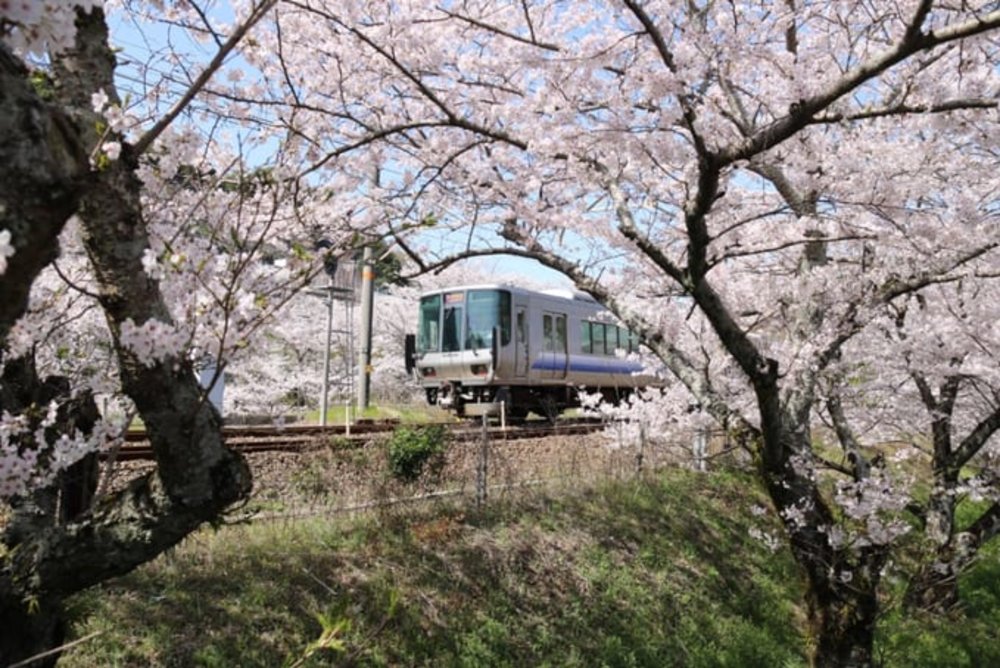 大阪賞櫻｜山中溪