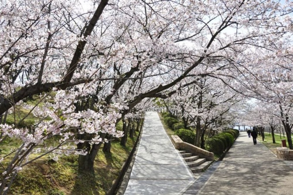 大阪賞櫻｜黑鳥山公園