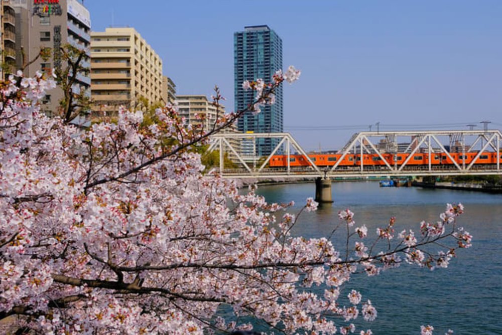 大阪賞櫻｜毛馬櫻之宮公園
