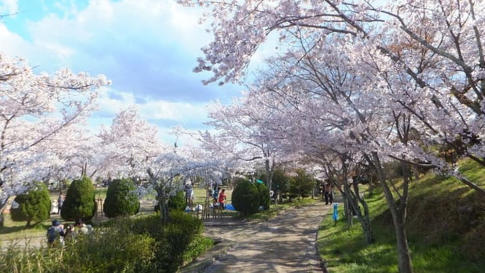 大阪賞櫻｜攝津峽公園