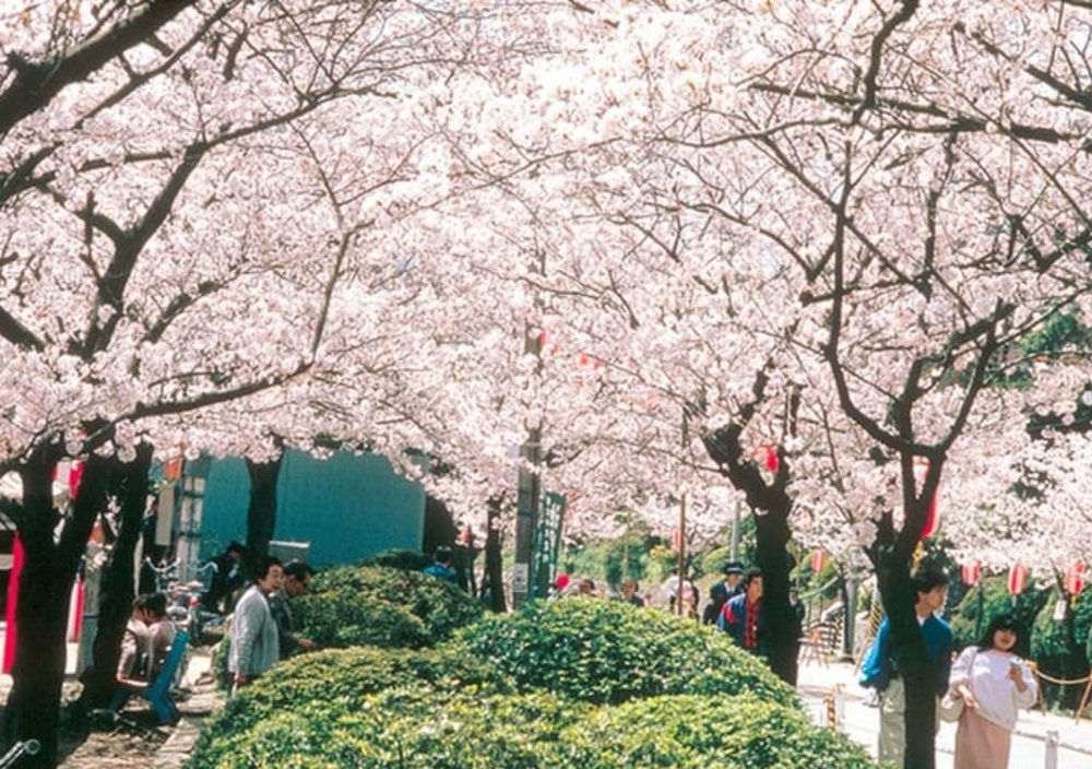 大阪賞櫻｜五月山綠地公園
