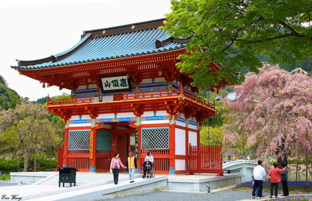 大阪賞櫻｜勝尾寺