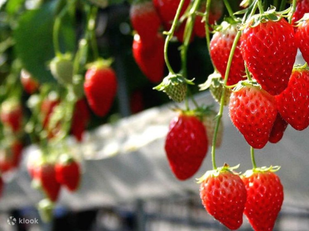 Fruit Picking at Mount Fuji