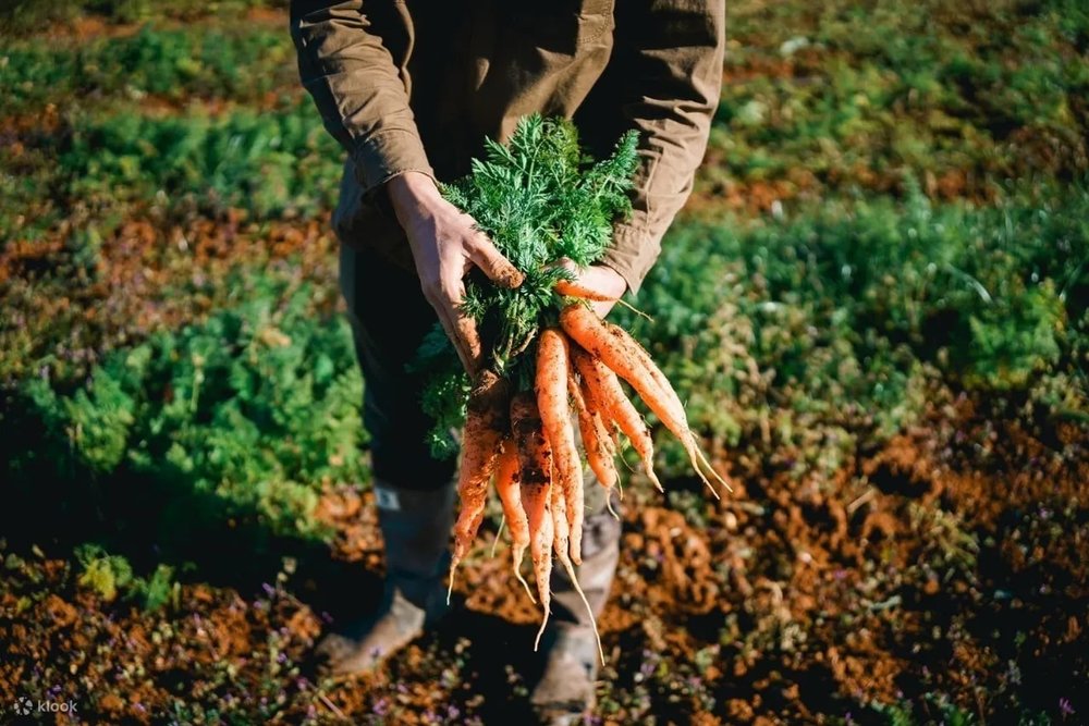 kato farming experience