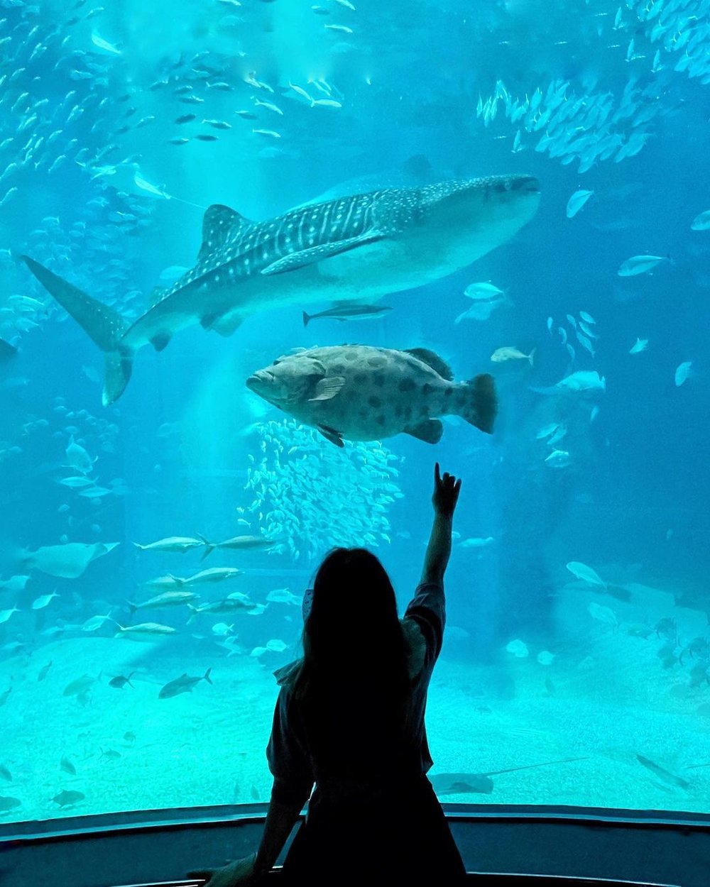 大阪海遊館