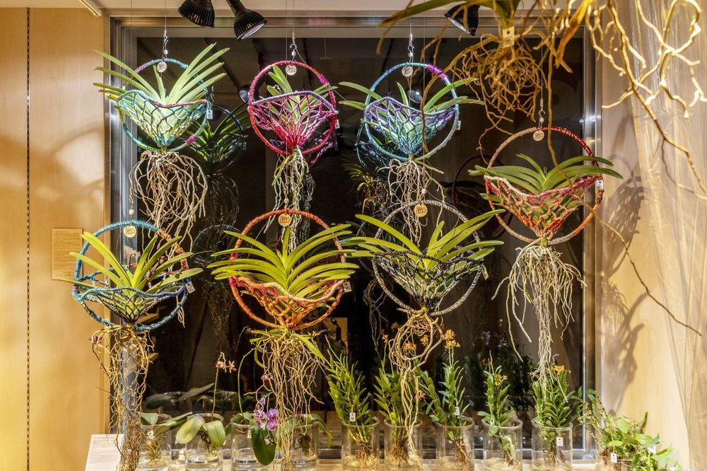 teamlab planets tokyo what to buy