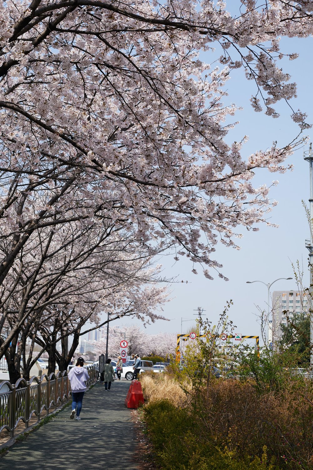 Your Guide To Korea S Spring Season 2024 Festivals Weather Food And   Dzzvsnuslhr5cqe0r93h 