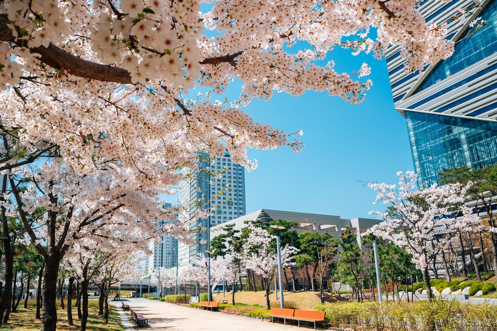cherry blossoms in full bloom in songdo park