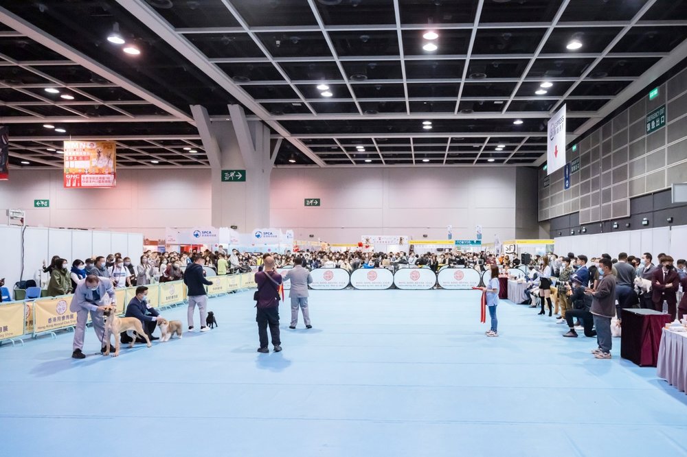 寵物展 香港寵物節 貓展