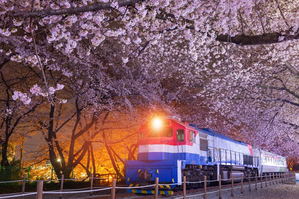 a train in korea under a sky of cherry blossoms in full bloom