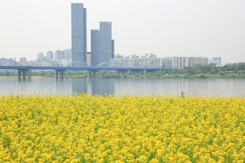 canola flowers with seoul skyline and han river