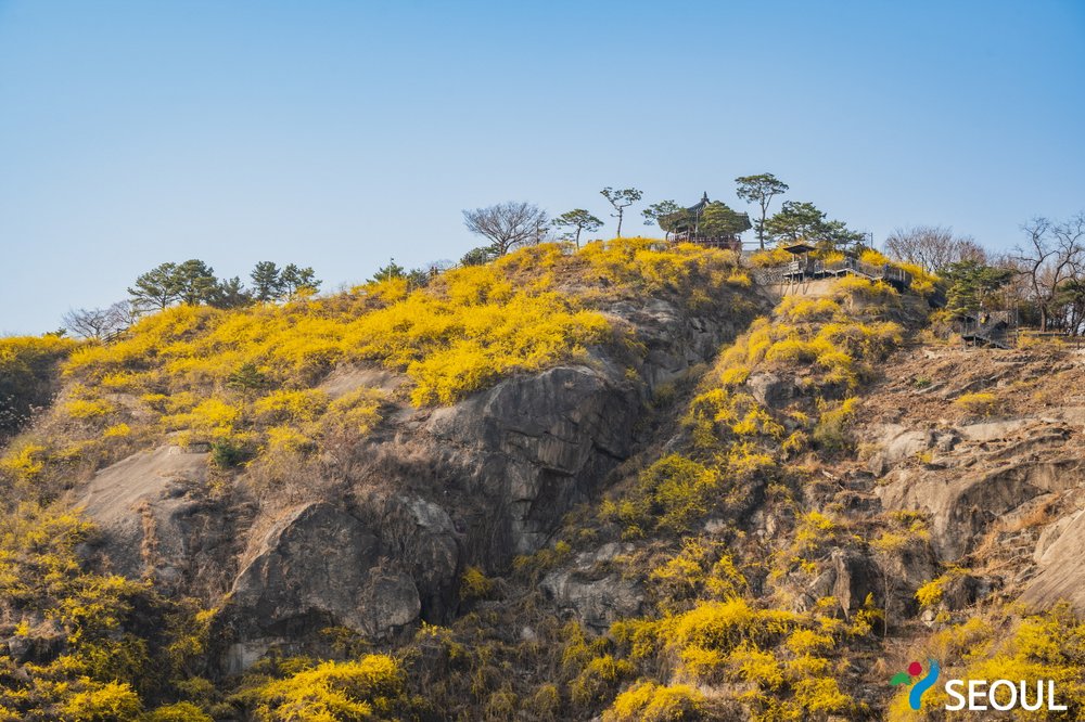 a mountain covered in yellow forsythia flowers