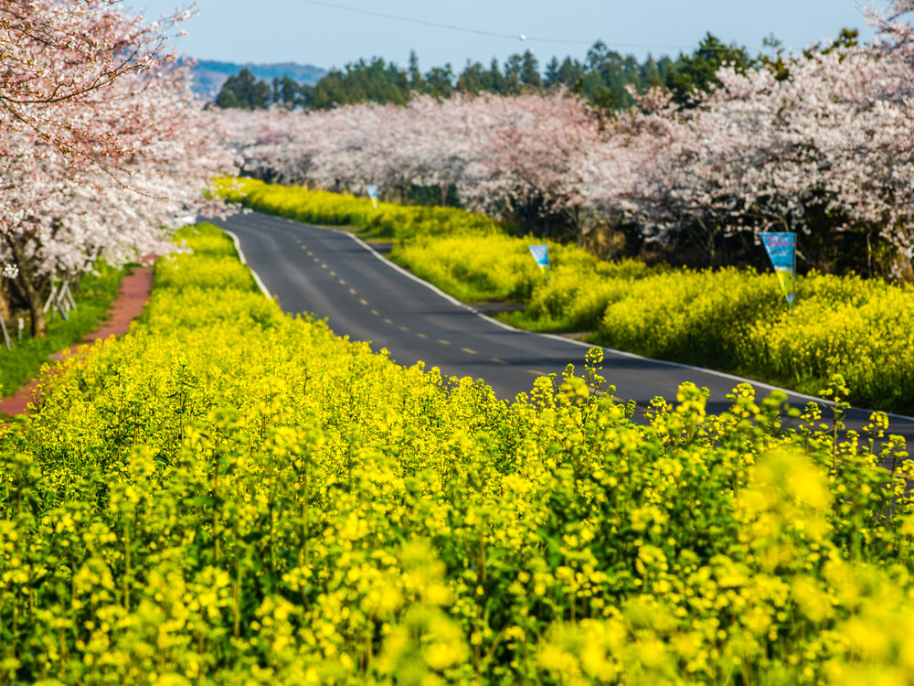 a road in jeju lined with spring flowers