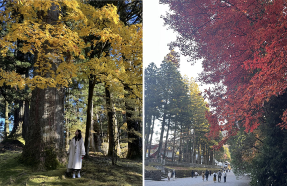 日光東照宮 楓葉