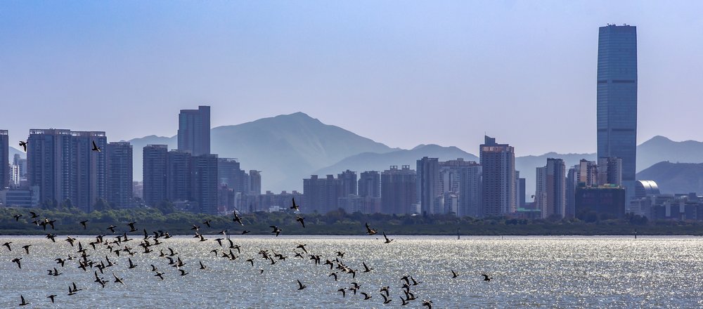 红树鹭洲@鲍又敢