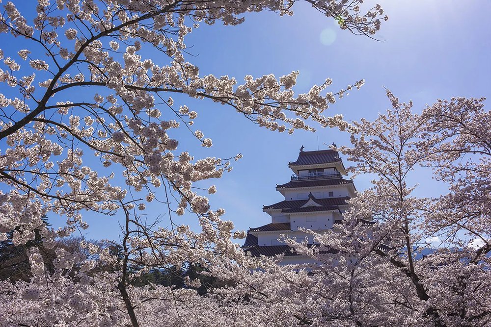 Timeless elegance meets cherry blossom bliss at Tsurugajo Castle – where ancient walls embrace the delicate hues of spring.