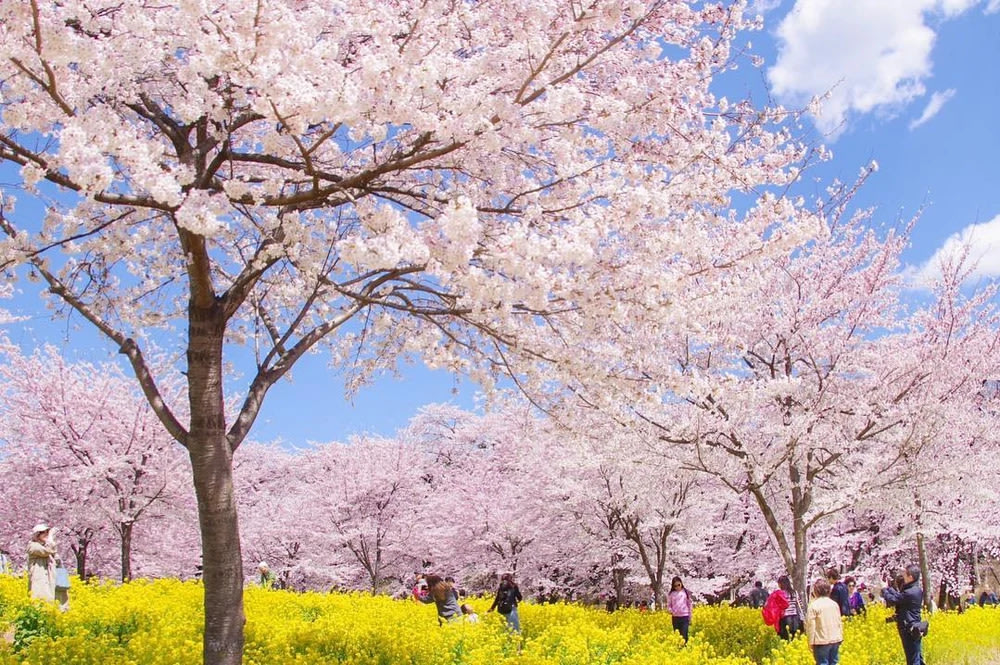 Step into a world of pure joy at Kenrokuen Garden – where every stroll is a dance with nature's vibrant hues, and the cherry blossoms bring a burst of happiness to the air!